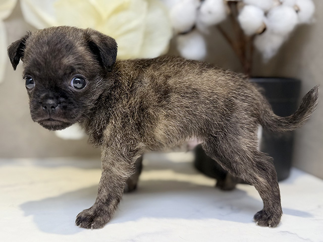 埼玉県のハーフ犬・ミックス犬 (ペッツファースト川口店/2025年6月5日生まれ/男の子/フォーン)の子犬の2枚目の画像