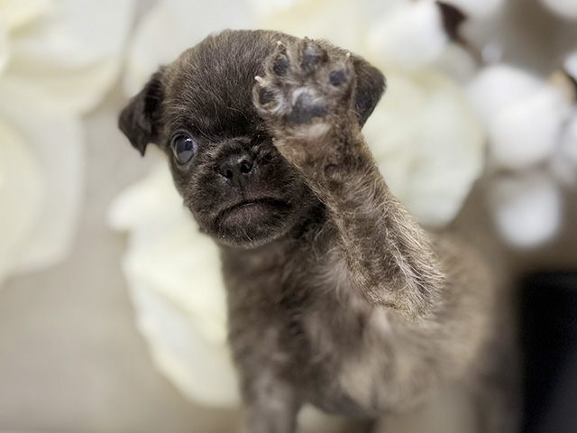 埼玉県のハーフ犬・ミックス犬 (ペッツファースト川口店/2025年6月5日生まれ/男の子/フォーン)の子犬の3枚目の画像