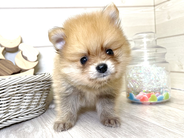 愛知県のポメラニアン (ペッツファースト大高店/2025年6月5日生まれ/男の子/オレンジ)の子犬の1枚目の画像