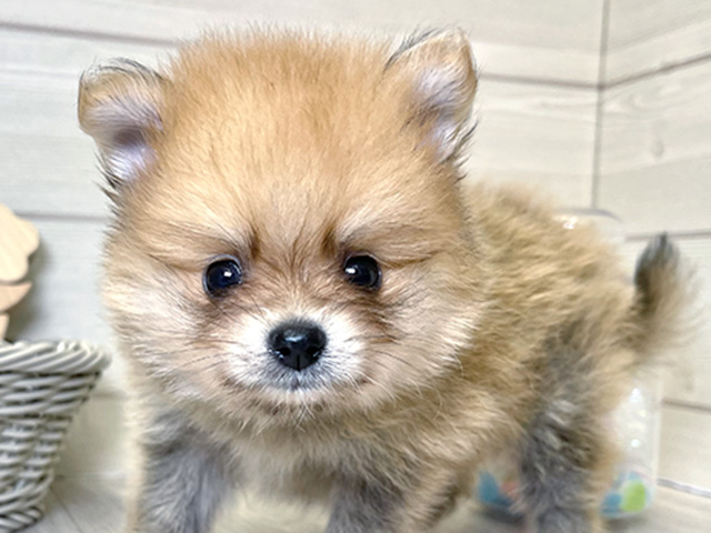 愛知県のポメラニアン (ペッツファースト大高店/2025年6月5日生まれ/男の子/オレンジ)の子犬の2枚目の画像