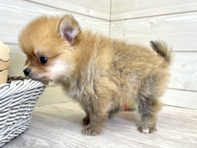 愛知県のポメラニアン (ペッツファースト大高店/2025年6月5日生まれ/男の子/オレンジ)の子犬の3枚目の画像
