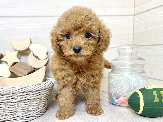 愛知県のタイニープードル (ペッツファースト大高店/2025年6月3日生まれ/男の子/レッド)の子犬の1枚目の画像