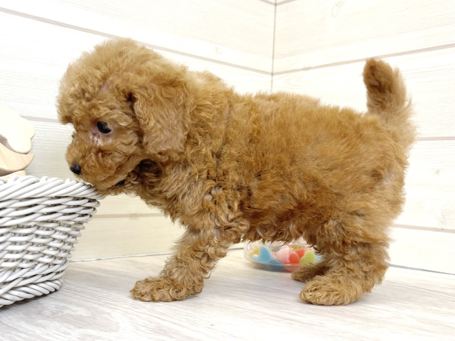 愛知県のタイニープードル (ペッツファースト大高店/2025年6月3日生まれ/男の子/レッド)の子犬の2枚目の画像