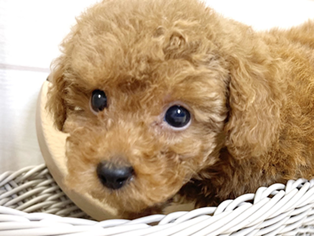 愛知県のタイニープードル (ペッツファースト大高店/2025年6月3日生まれ/男の子/レッド)の子犬の3枚目の画像