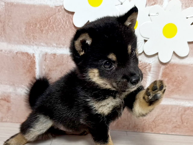 静岡県の豆柴 (ペッツファースト富士南店/2025年6月9日生まれ/女の子/黒)の子犬の3枚目の画像