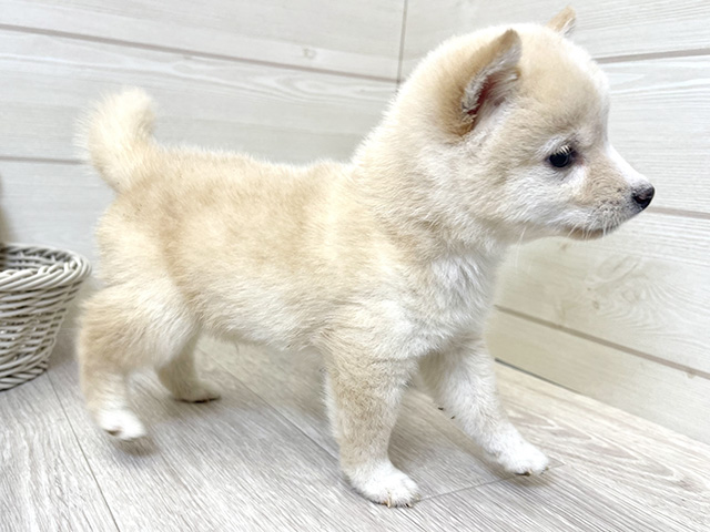 愛知県の豆柴 (ペッツファースト大高店/2025年6月9日生まれ/男の子/白)の子犬の2枚目の画像