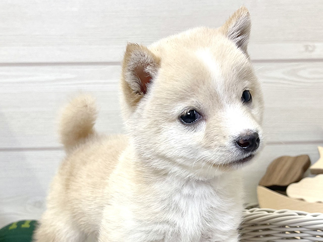 愛知県の豆柴 (ペッツファースト大高店/2025年6月9日生まれ/男の子/白)の子犬の3枚目の画像