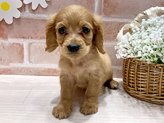 福岡県のハーフ犬・ミックス犬 (ペッツファースト筑紫野店/2025年6月9日生まれ/男の子/レッド)の子犬