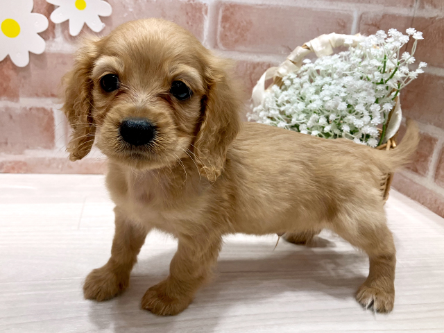 福岡県のハーフ犬・ミックス犬 (ペッツファースト筑紫野店/2025年6月9日生まれ/男の子/レッド)の子犬の2枚目の画像
