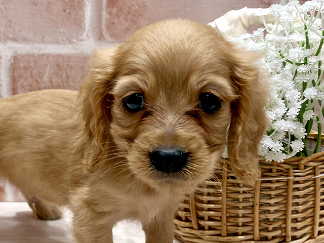 福岡県のハーフ犬・ミックス犬 (ペッツファースト筑紫野店/2025年6月9日生まれ/男の子/レッド)の子犬の3枚目の画像