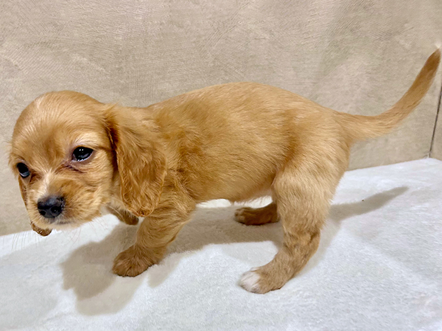 東京都のハーフ犬・ミックス犬 (ペッツファースト中野店/2025年6月9日生まれ/女の子/レッド)の子犬の2枚目の画像