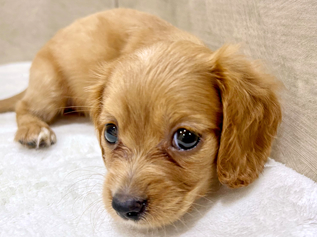 東京都のハーフ犬・ミックス犬 (ペッツファースト中野店/2025年6月9日生まれ/女の子/レッド)の子犬の3枚目の画像