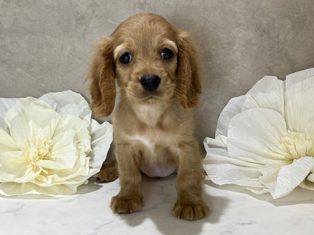 茨城県のハーフ犬・ミックス犬 (ペッツファースト土浦店/2025年6月9日生まれ/女の子/レッド)の子犬の1枚目の画像