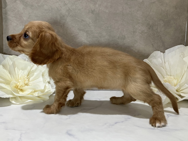 茨城県のハーフ犬・ミックス犬 (ペッツファースト土浦店/2025年6月9日生まれ/女の子/レッド)の子犬の2枚目の画像