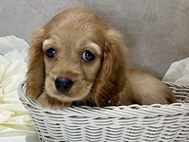 茨城県のハーフ犬・ミックス犬 (ペッツファースト土浦店/2025年6月9日生まれ/女の子/レッド)の子犬の3枚目の画像