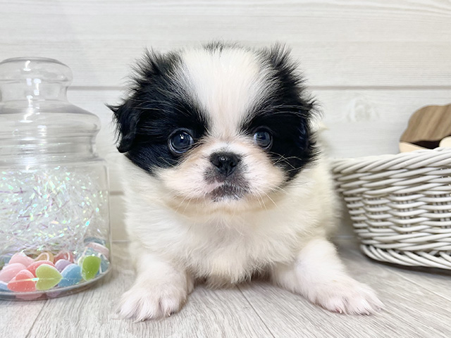 愛知県のハーフ犬・ミックス犬 (ペッツファースト大高店/2025年6月9日生まれ/男の子/白黒)の子犬の1枚目の画像