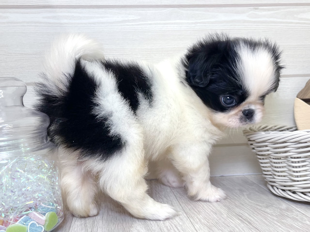 愛知県のハーフ犬・ミックス犬 (ペッツファースト大高店/2025年6月9日生まれ/男の子/白黒)の子犬の2枚目の画像