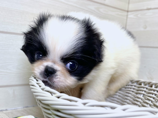 愛知県のハーフ犬・ミックス犬 (ペッツファースト大高店/2025年6月9日生まれ/男の子/白黒)の子犬の3枚目の画像