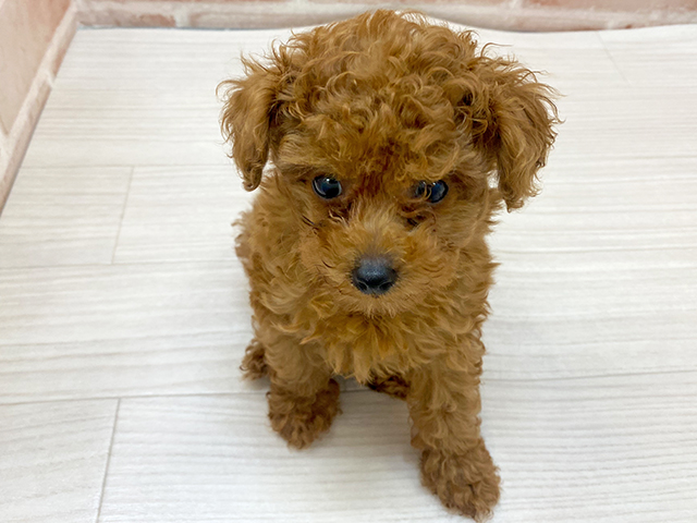 福岡県のタイニープードル (ペッツファースト直方店/2025年6月9日生まれ/女の子/レッド)の子犬の1枚目の画像