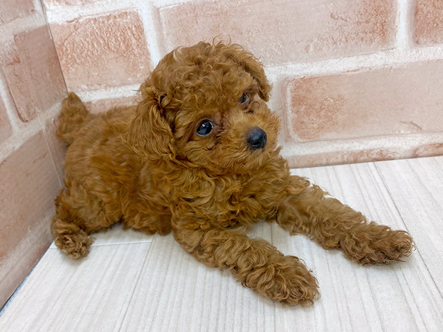 福岡県のタイニープードル (ペッツファースト直方店/2025年6月9日生まれ/女の子/レッド)の子犬の2枚目の画像