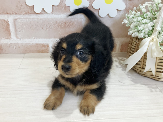 鹿児島県のカニンヘンダックスフンド(ロング) (ペッツファースト鹿児島店/2025年6月8日生まれ/男の子/ブラックタン)の子犬の1枚目の画像