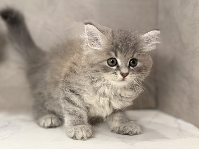東京都のラガマフィン (ペッツファースト青山店/2025年6月9日生まれ/男の子/ブルータビー)の子猫の1枚目の画像