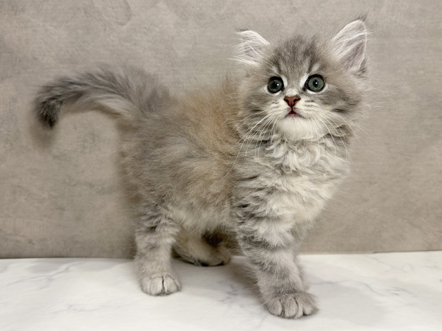 東京都のラガマフィン (ペッツファースト青山店/2025年6月9日生まれ/男の子/ブルータビー)の子猫の2枚目の画像