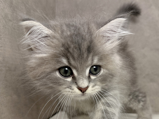 東京都のラガマフィン (ペッツファースト青山店/2025年6月9日生まれ/男の子/ブルータビー)の子猫の3枚目の画像