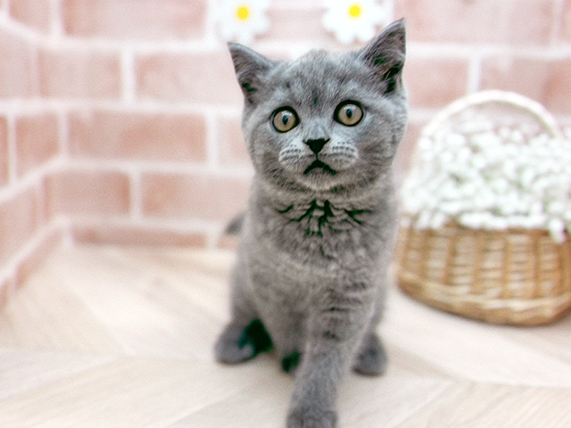 東京都のブリティッシュショートヘアー (ペッツファーストfor cats武蔵小山店/2025年6月6日生まれ/男の子/ブルー)の子猫の1枚目の画像