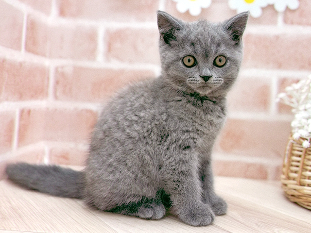 東京都のブリティッシュショートヘアー (ペッツファーストfor cats武蔵小山店/2025年6月6日生まれ/男の子/ブルー)の子猫の2枚目の画像