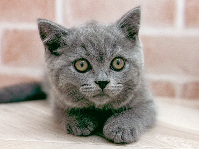 東京都のブリティッシュショートヘアー (ペッツファーストfor cats武蔵小山店/2025年6月6日生まれ/男の子/ブルー)の子猫の3枚目の画像