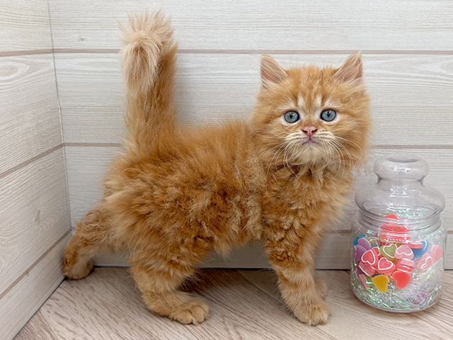 東京都のラガマフィン (ペッツファースト渋谷店/2025年6月9日生まれ/男の子/レッドタビー)の子猫の2枚目の画像