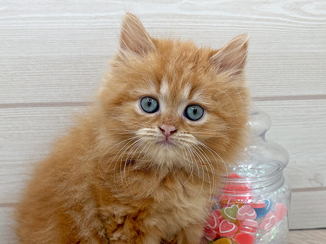 東京都のラガマフィン (ペッツファースト渋谷店/2025年6月9日生まれ/男の子/レッドタビー)の子猫の3枚目の画像