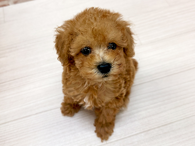 福岡県のタイニープードル (ペッツファースト直方店/2025年6月9日生まれ/男の子/レッド)の子犬の1枚目の画像