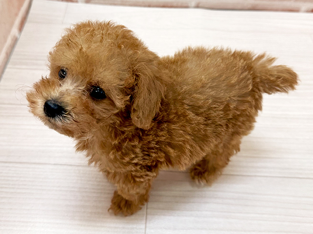 福岡県のタイニープードル (ペッツファースト直方店/2025年6月9日生まれ/男の子/レッド)の子犬の2枚目の画像