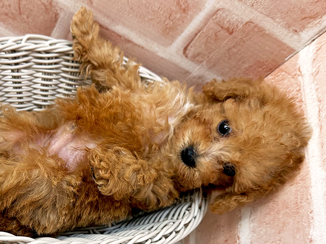 福岡県のタイニープードル (ペッツファースト直方店/2025年6月9日生まれ/男の子/レッド)の子犬の3枚目の画像