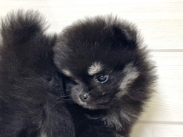 愛知県のポメラニアン (ペッツファースト大高店/2025年6月10日生まれ/男の子/ブラックタン)の子犬の3枚目の画像