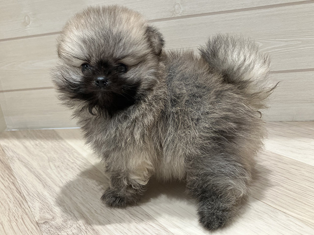 東京都のポメラニアン (ペッツファースト豊洲店/2025年6月9日生まれ/男の子/オレンジ)の子犬の2枚目の画像