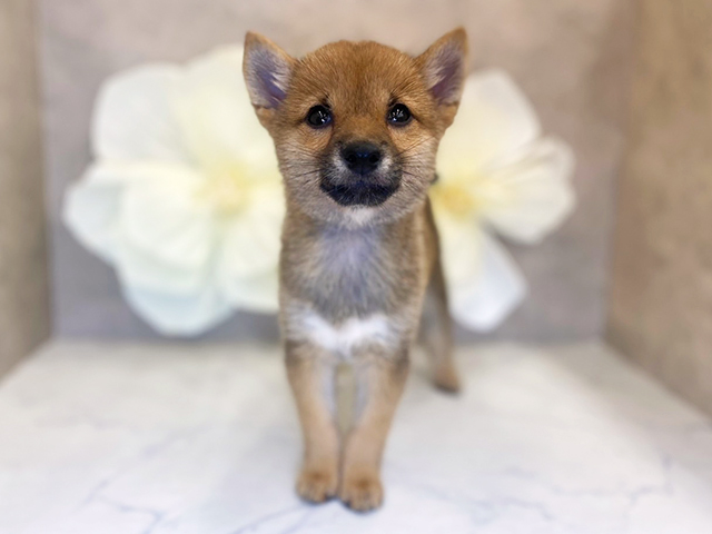 奈良県の豆柴 (ペッツファースト橿原店/2025年6月10日生まれ/女の子/赤)の子犬
