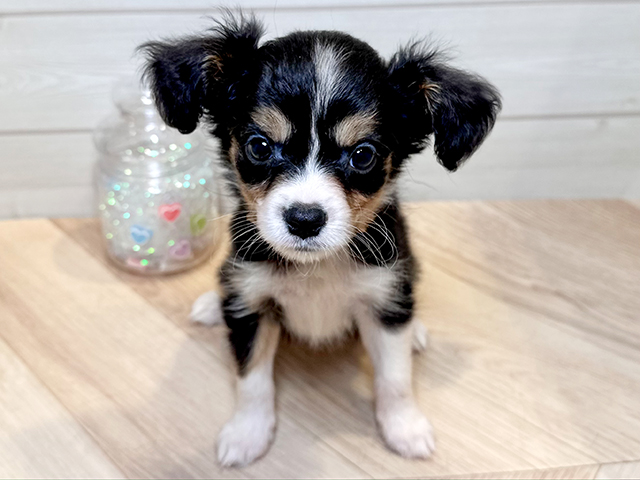 神奈川県のハーフ犬・ミックス犬 (ペッツファースト川崎店/2025年6月10日生まれ/女の子/トライカラー)の子犬の1枚目の画像