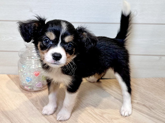 神奈川県のハーフ犬・ミックス犬 (ペッツファースト川崎店/2025年6月10日生まれ/女の子/トライカラー)の子犬の2枚目の画像