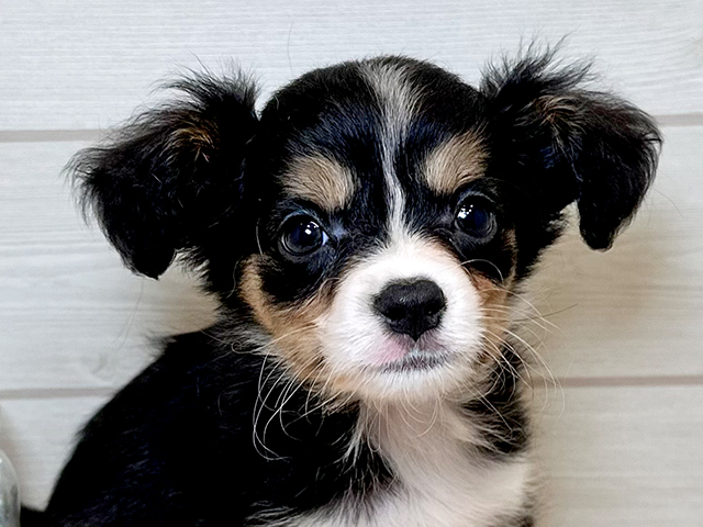 神奈川県のハーフ犬・ミックス犬 (ペッツファースト川崎店/2025年6月10日生まれ/女の子/トライカラー)の子犬の3枚目の画像