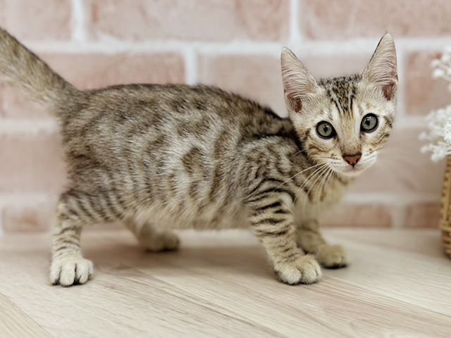 東京都のベンガル (ペッツファーストfor cats武蔵小山店/2025年6月2日生まれ/男の子/ブラウンスポットタビー)の子猫の2枚目の画像