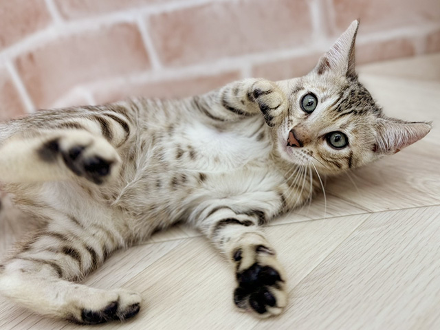 東京都のベンガル (ペッツファーストfor cats武蔵小山店/2025年6月2日生まれ/男の子/ブラウンスポットタビー)の子猫の3枚目の画像