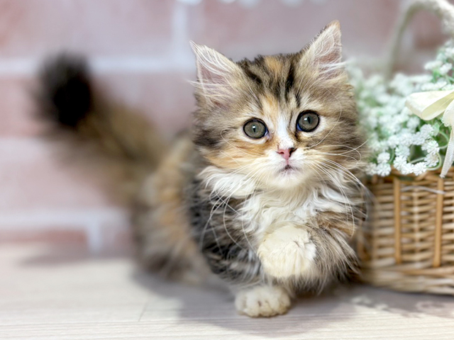 岡山県のミヌエット (ペッツファースト倉敷店/2025年6月7日生まれ/女の子/キャリコ)の子猫の1枚目の画像