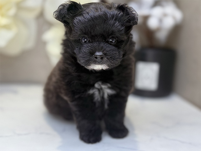ポメプー