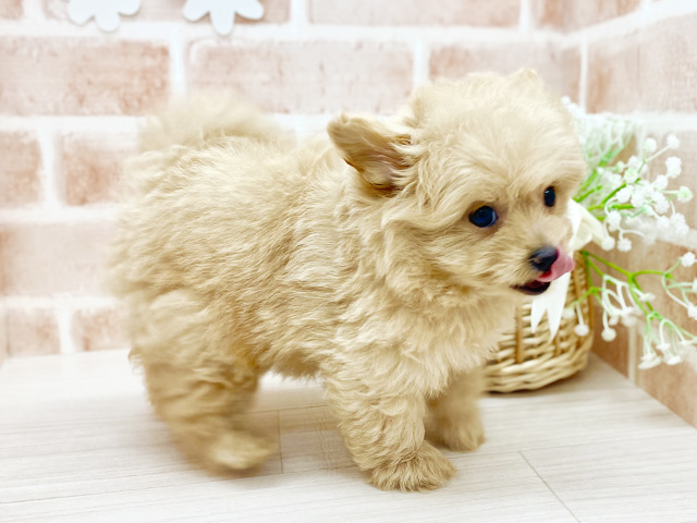 千葉県のポメプー(ポメラニアン×プードル) (ペッツファーストおゆみ野店/2025年6月10日生まれ/女の子/アプリコット)の子犬の2枚目の画像