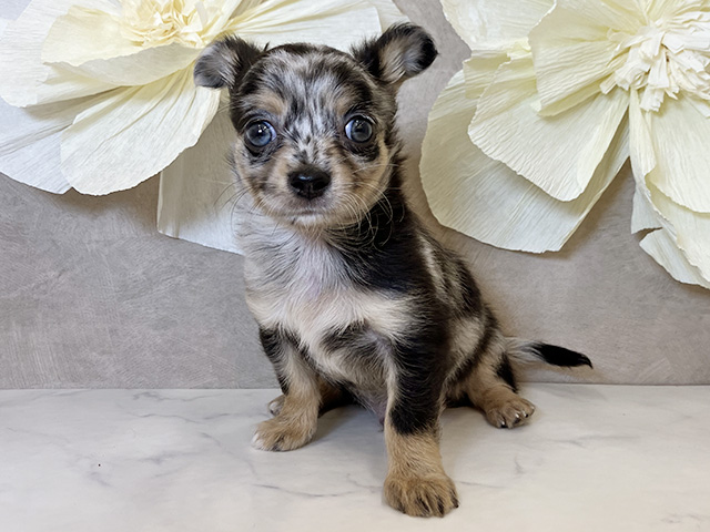 奈良県のチワワ(ロング) (ペッツファースト橿原店/2025年6月9日生まれ/男の子/ブルーマール)の子犬の1枚目の画像