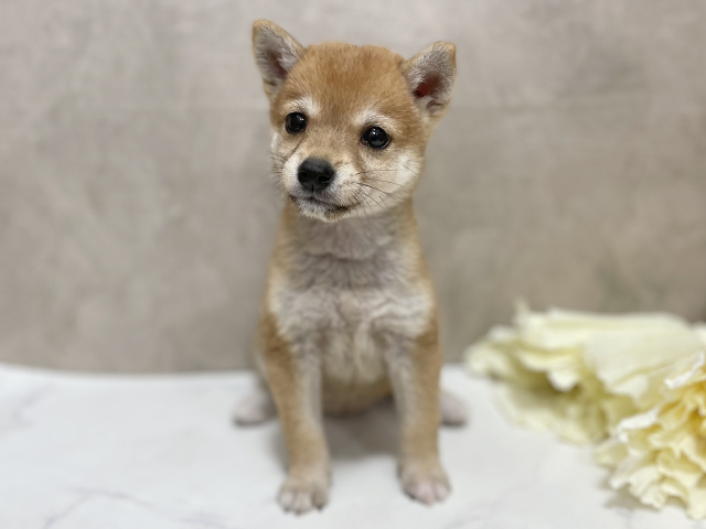 東京都の豆柴 (ペッツファースト池袋店/2025年6月11日生まれ/女の子/赤)の子犬