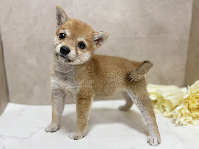 東京都の豆柴 (ペッツファースト池袋店/2025年6月11日生まれ/女の子/赤)の子犬の2枚目の画像